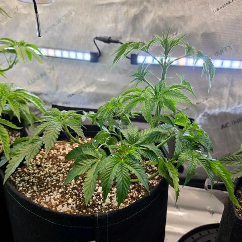 Hermie growlog timeline photo