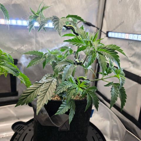 Hermie growlog timeline photo