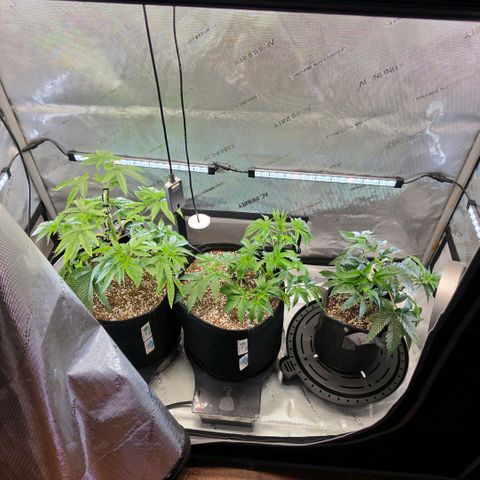 Hermie growlog timeline photo