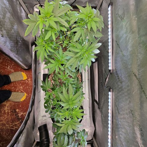 Hermie growlog timeline photo