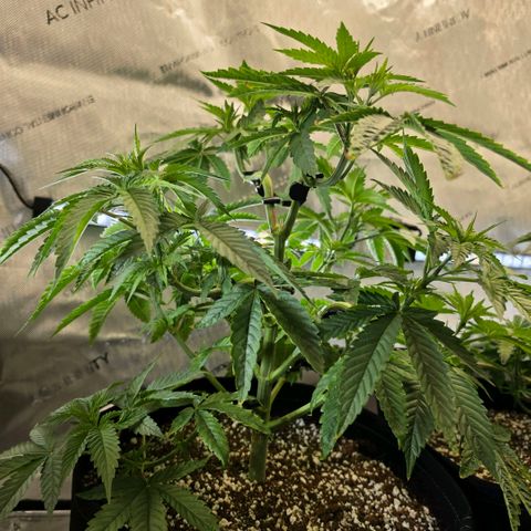 Hermie growlog timeline photo