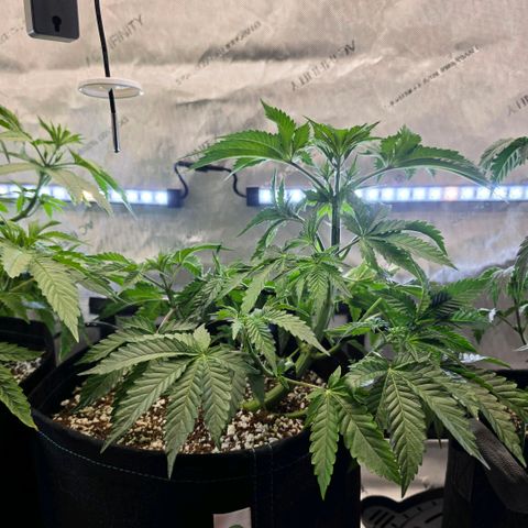 Hermie growlog timeline photo