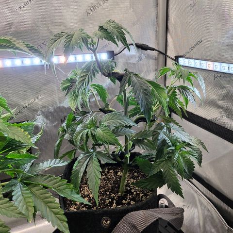 Hermie growlog timeline photo