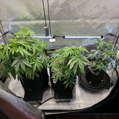 Hermie growlog timeline photo