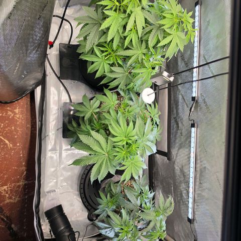 Hermie growlog timeline photo