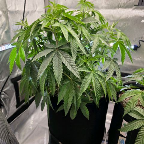 Oprah growlog timeline photo