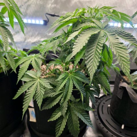 Delphine growlog timeline photo