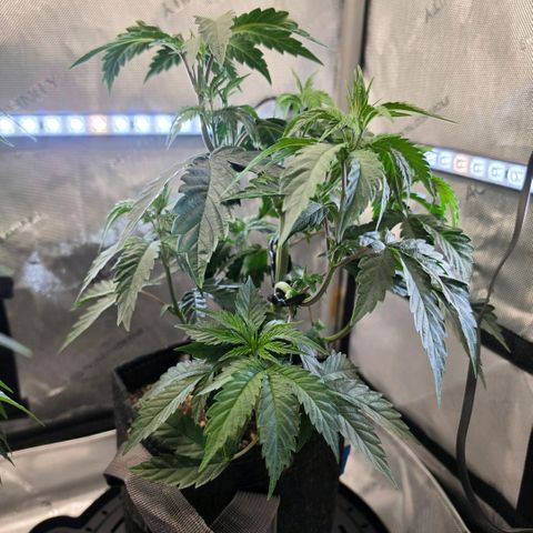 Hermie growlog timeline photo