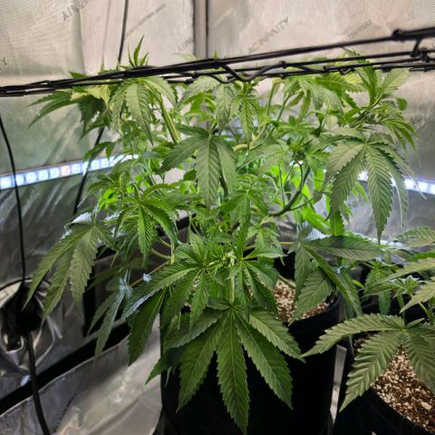 Hermie growlog timeline photo