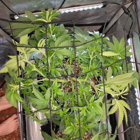 Hermie growlog timeline photo
