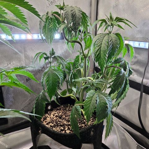 Hermie growlog timeline photo