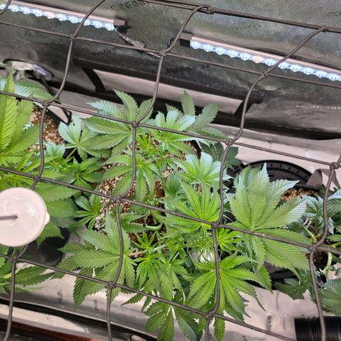 Hermie growlog timeline photo