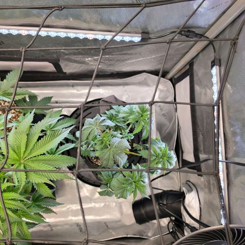 Hermie growlog timeline photo