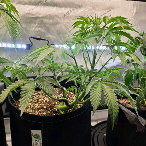 Hermie growlog timeline photo