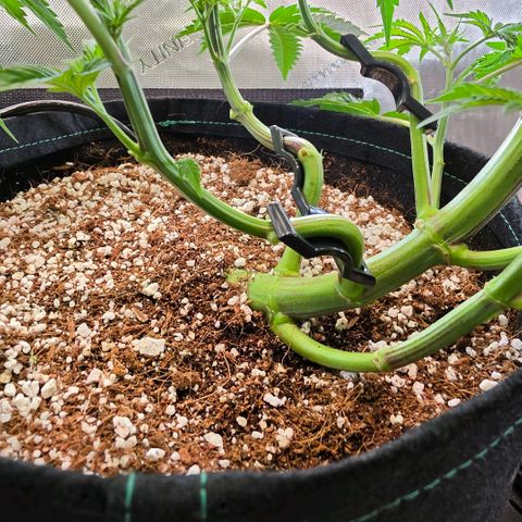 Hermie growlog timeline photo
