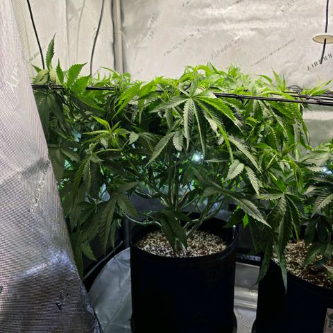 Hermie growlog timeline photo