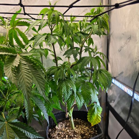 Hermie growlog timeline photo