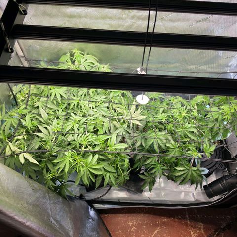 Hermie growlog timeline photo