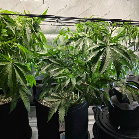 Hermie growlog timeline photo