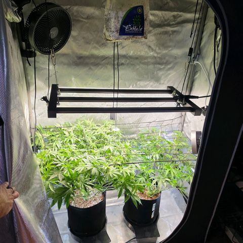 Hermie growlog timeline photo