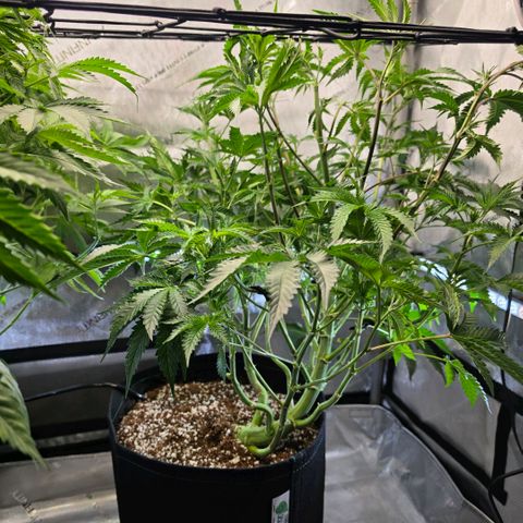 Hermie growlog timeline photo