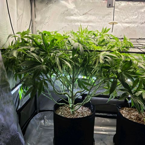 Hermie growlog timeline photo