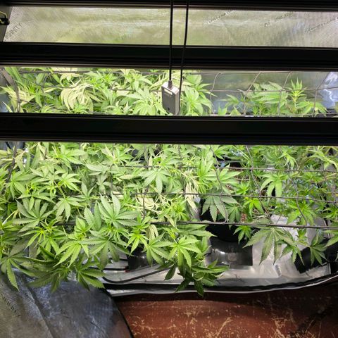 Hermie growlog timeline photo