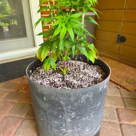 Hermie growlog timeline photo