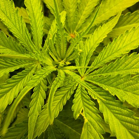 Hermie growlog timeline photo