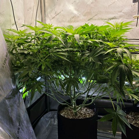 Hermie growlog timeline photo