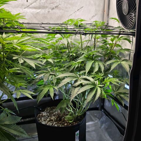 Hermie growlog timeline photo