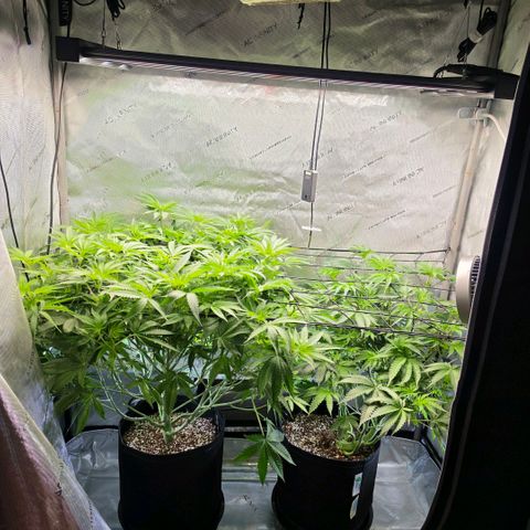 Hermie growlog timeline photo