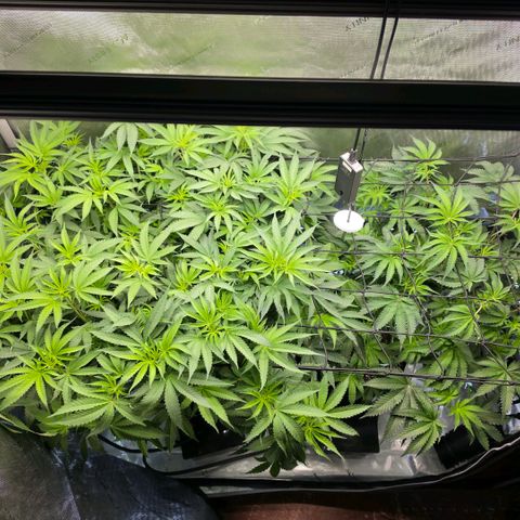 Hermie growlog timeline photo