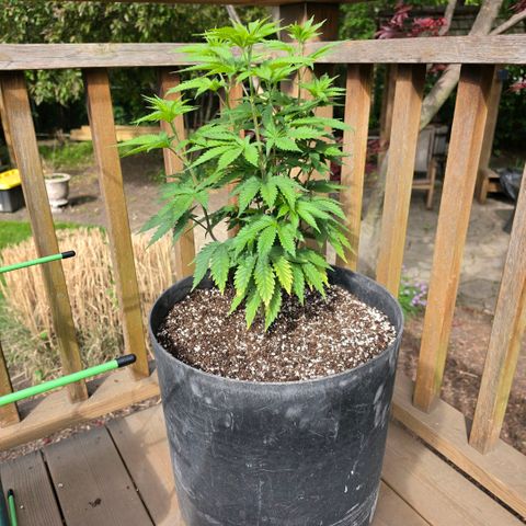 Hermie growlog timeline photo