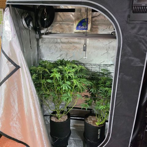 Oprah growlog timeline photo