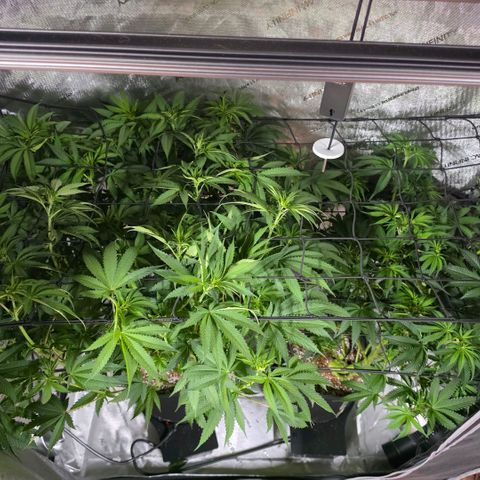 Oprah growlog timeline photo