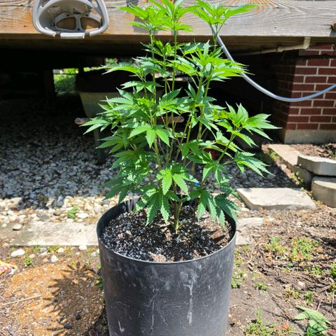 Hermie growlog timeline photo