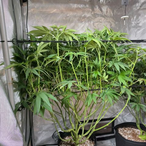 Oprah growlog timeline photo