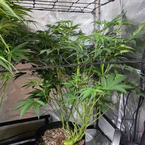 Delphine growlog timeline photo