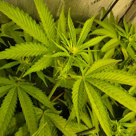 Oprah growlog timeline photo