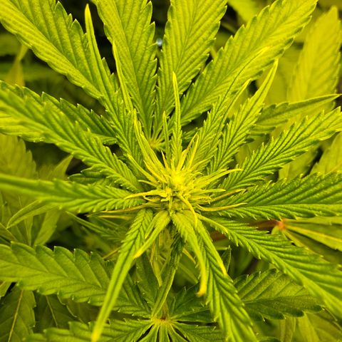 Oprah growlog timeline photo