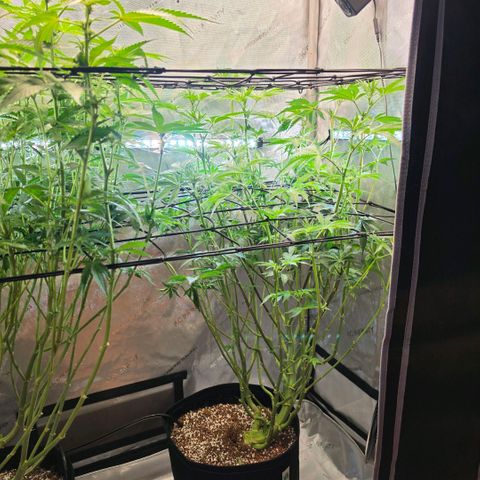 Oprah growlog timeline photo