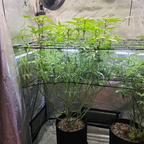 Oprah growlog timeline photo