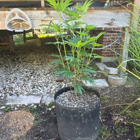 Hermie growlog timeline photo