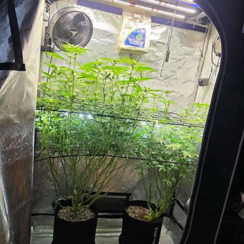 Hermie growlog timeline photo