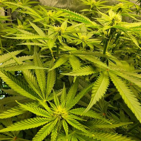 Hermie growlog timeline photo