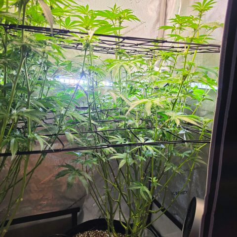 Hermie growlog timeline photo