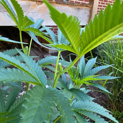 Hermie growlog timeline photo