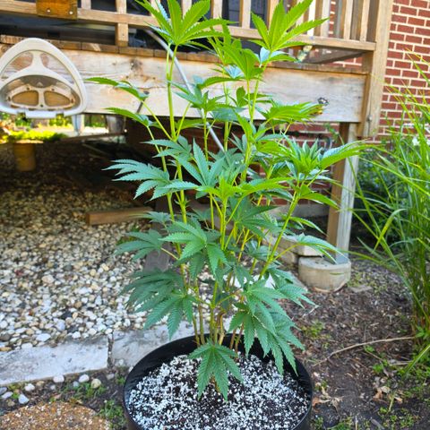Hermie growlog timeline photo