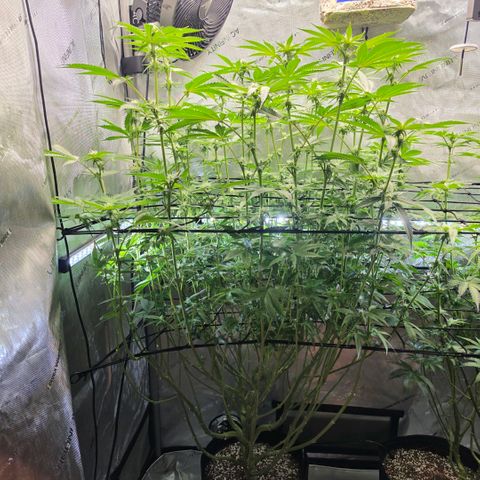 Hermie growlog timeline photo